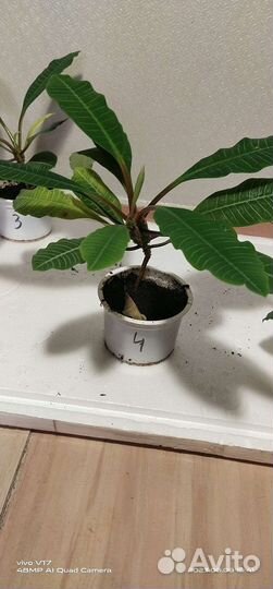 Молочай гребенчатый