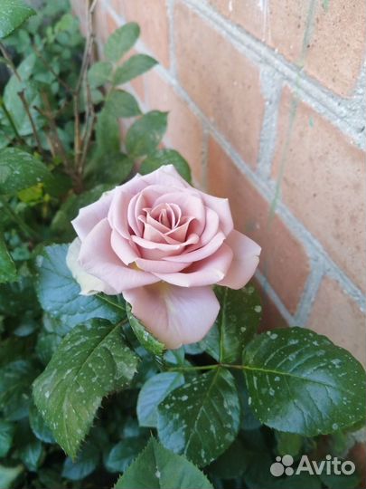 Саженцы роз