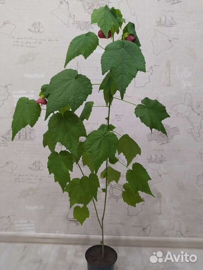 Излишки комнатных растений