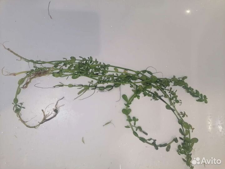 Аквариумные растения прополка срчно