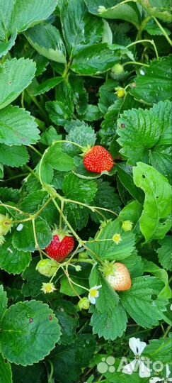 Продам кусты клубники Гора Эверест