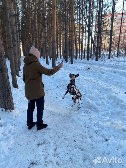 Выгул собак