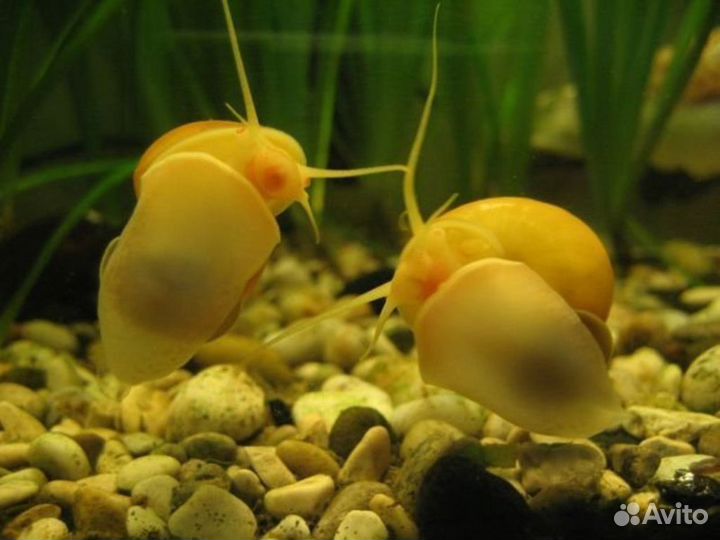 Улиточки ампулярии