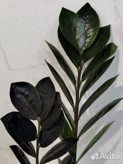 Чернее чёрного - замиокулькас Довон (Dovon) лист