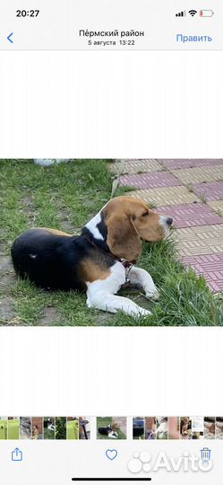 Собака в добрые руки