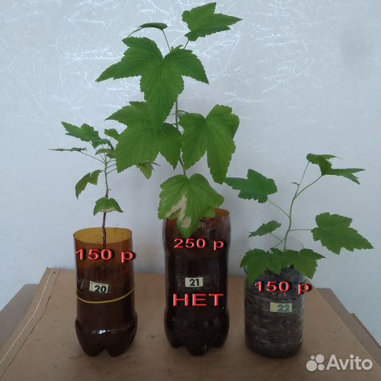 Смородина черная Фаворит - саженцы