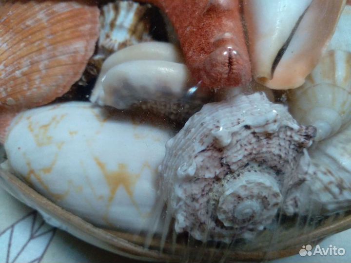 Морские ракушки раковины