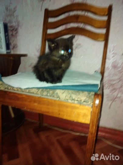 Кошка в дар
