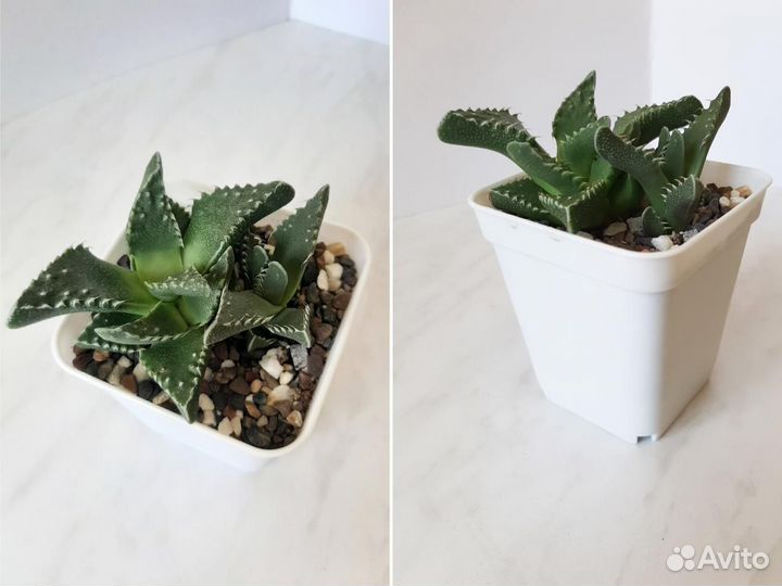 Суккуленты, эхеверия, фаукария, седумы, гастерия