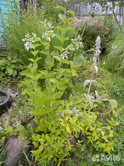 Спирея, чубушник, скумпия, пузыреплодник