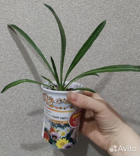 Рассада гацания