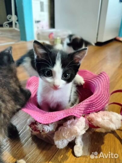 Котята в дар