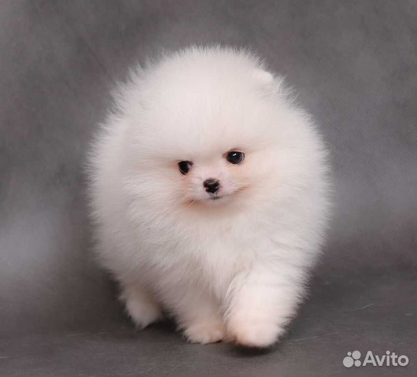 Померанский шпиц белый - Вязка. Продажа его щенков