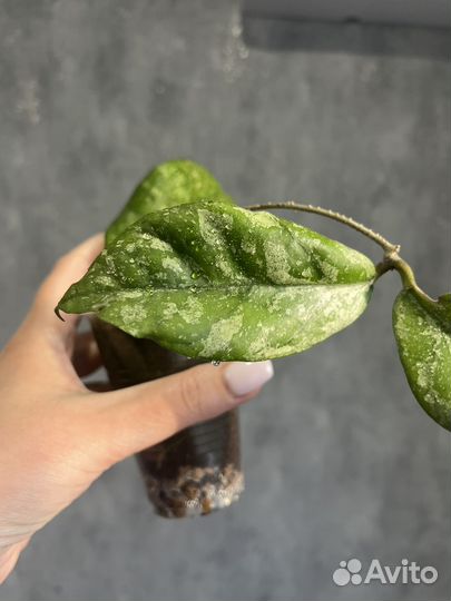 Хойя Лиза, триколор и хешкелиана вариегатная