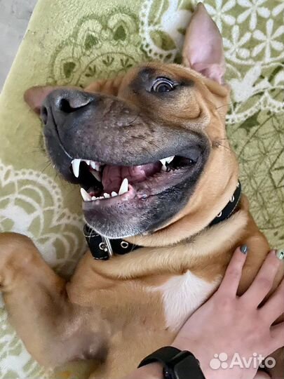 Вязка питбуль