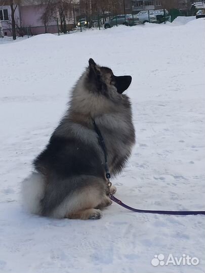 Щенки кеесхонда