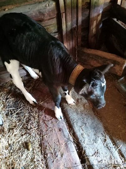 Продается телочка