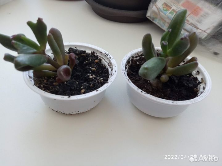 Толстянка хоббит