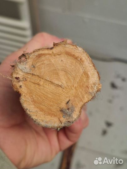 Стволы для панно из можжевельника