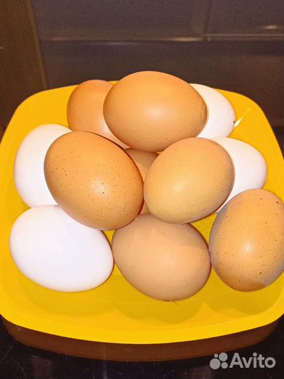 Домашние куриные яйца