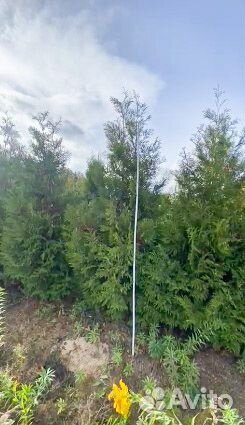 Туя Брабант 3м от 50шт