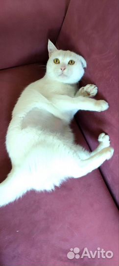 Кошка Британка из приюта. Стерильна. Доставка