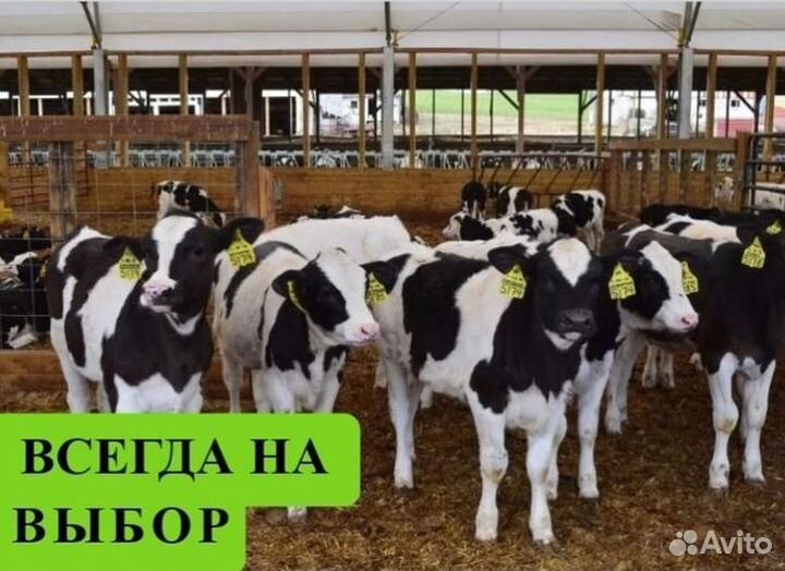 Телята бычки на откорм