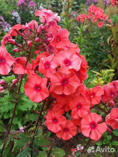 Флоксы сортовые