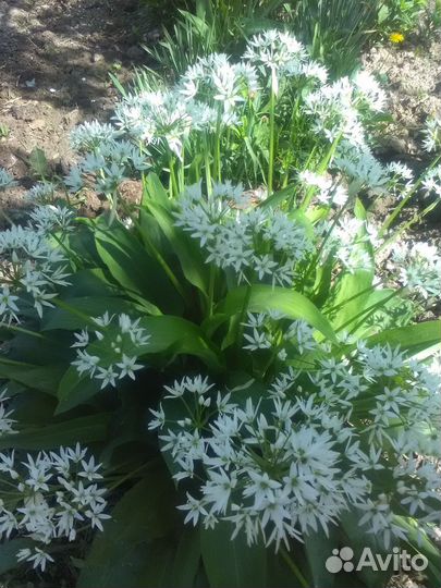 Черемша (медвежий лук ) рассада