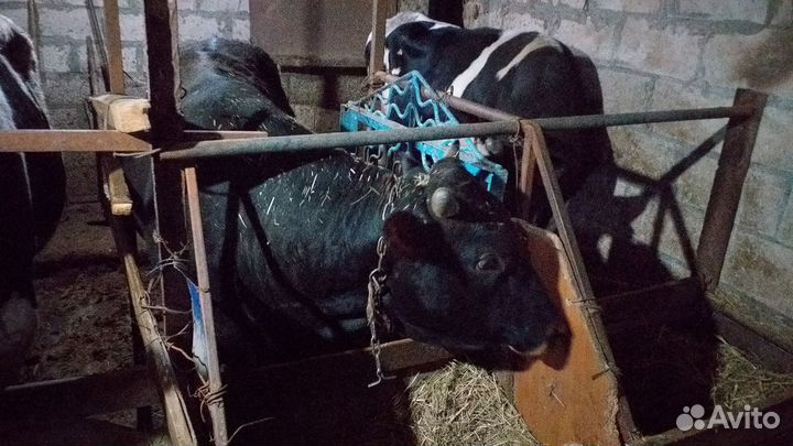 Бычки на мясо