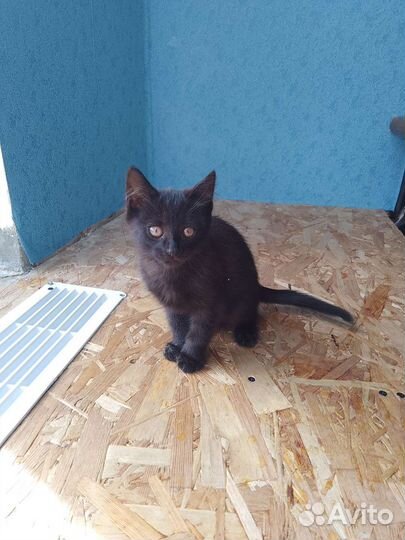 Котята в дар бесплатно