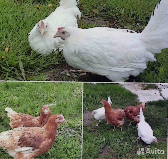 Куры молодки