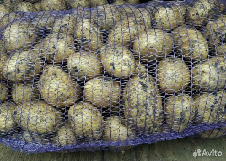 Картофель для хранения в зиму. доставка бесплатно