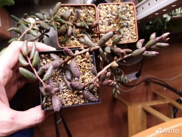 Adromischus filicaulis super Red Succulents