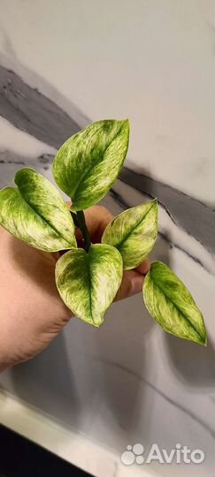 Сциндапсус Треби Мунлайт минт вар