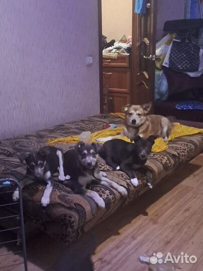 Щенки мальчики и девочки в добрые руки