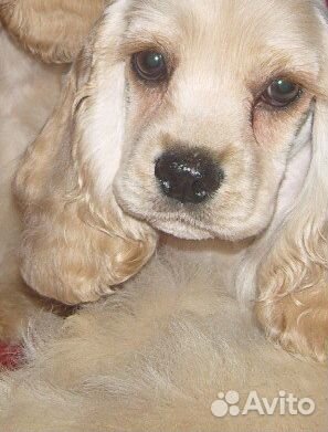 Американский кокер спаниель продам с дипломами