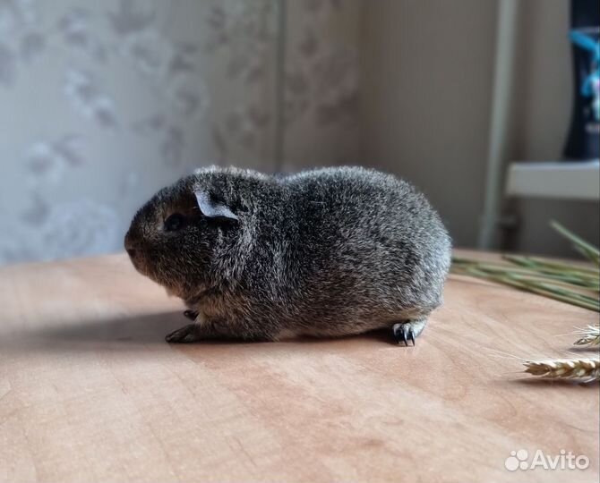 Морская свинка американский тедди