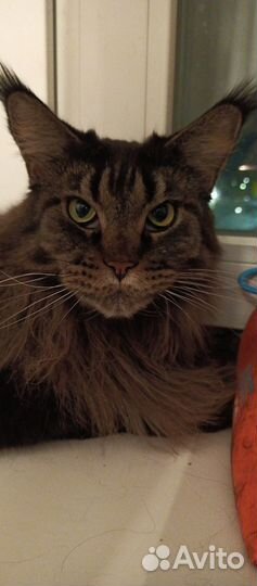 Продам мэен-кун девочка