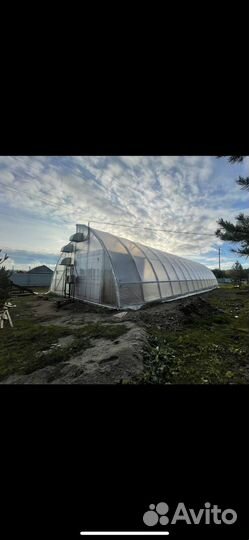 Тюльпан на 8 марта оптом и в розницу