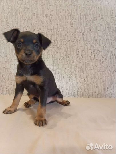 Той-терьер девочка