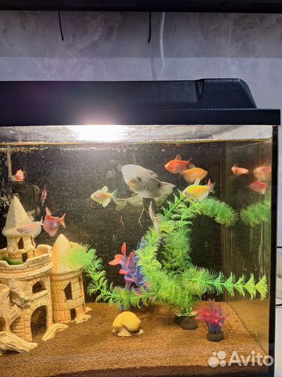 Рыбки гурами(можно обмен)