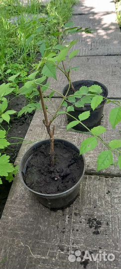 Саженцы кампсиса