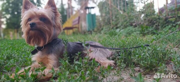 Йоркширский терьер вязка