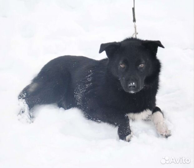 Собака