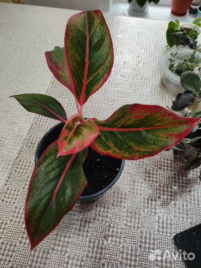 Комнатные цветы