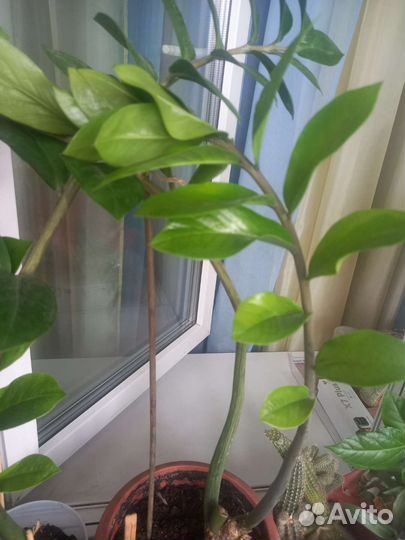 Замиокулькас