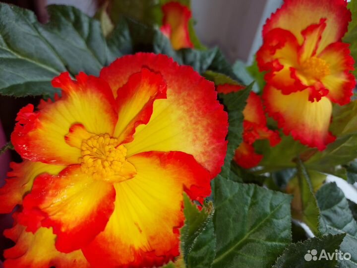 Бегония клубневая