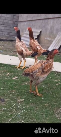 Бойцовые петухи