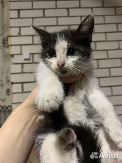 Кошки в добрые руки Буинск